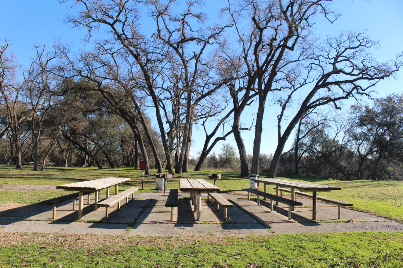 Live Oak Picnic area in Ancil Hoffman Park