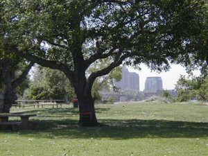 Large, mature oak tree with sprawling branches dominating a grassy park, overlooking a cityscape of several high-rise buildings in the distance, picnic tables and smaller trees in the background.