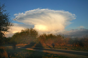 Towering cumulonimbus cloud resembling a mushroom shape against a blue sky, with trees and a road in the foreground.