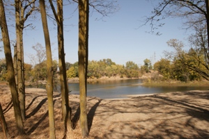 View of a calm lake surrounded by trees with bare trunks in the foreground and foliage showing signs of autumn.