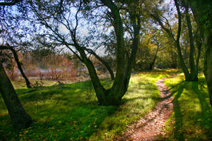 Winding dirt path through a sunny forest, framed by gnarled tree trunks and green undergrowth, leading towards a distant, blurred building under a hazy sky.