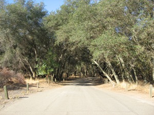 Paved road leading into a forest, flanked by trees with green foliage creating a canopy overhead.