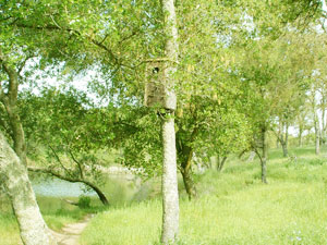 Wooden birdhouse attached to a tall, slender tree trunk, surrounded by lush green foliage and a grassy clearing beside a body of water.