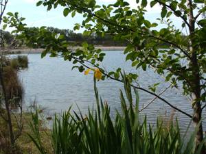 A vibrant yellow iris flower blooms in front of a lake, framed by green leaves of a tree in the foreground and a distant treeline under a light blue sky.