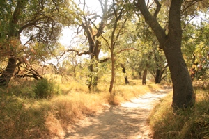 Dirt path winding through a sun-dappled landscape of tall, mature trees and dry grasses, suggesting a peaceful nature trail.