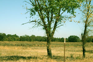 Dry Creek Park open space
