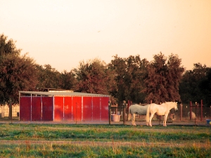 Two white horses stand near a weathered, red-sided barn at sunrise, with trees and a fenced pasture surrounding the scene.