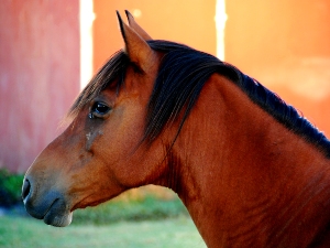 Profile of a brown horse with a dark mane and forelock, set against a warm, orange-toned background.