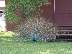 Male peacock with iridescent blue neck and body, displaying its full tail feathers, standing on grass in front of a red barn and partial tree.