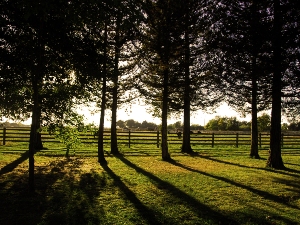 Tall, silhouetted trees casting long shadows on a grassy field, with a wooden fence and distant figures visible in the background.