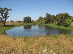 Cosumnes River from the shore