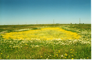 Yellow wild flowers at Mather/Illa M. Collin Conservation Preserve