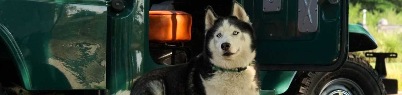 Husky sitting in front of Truck