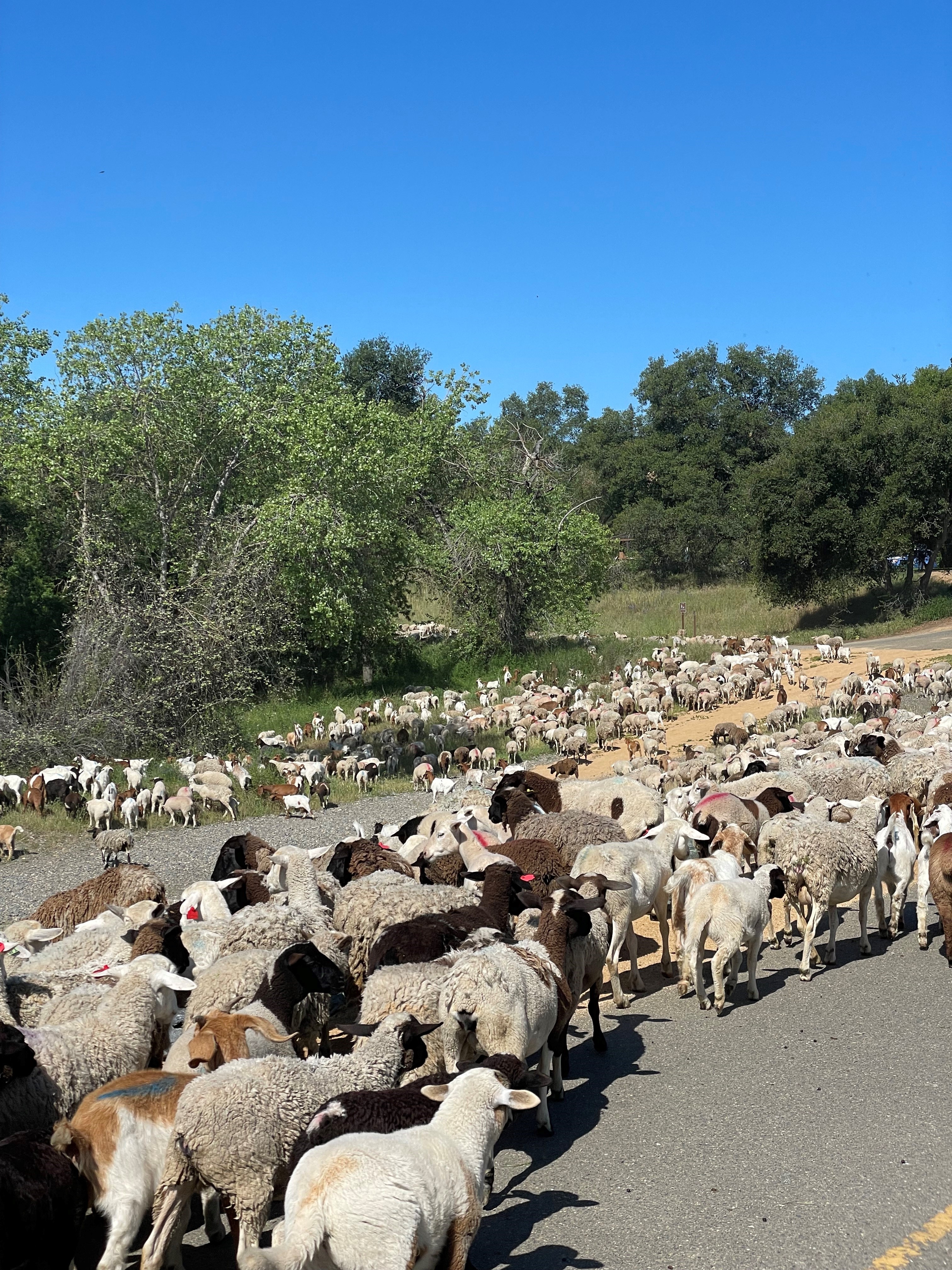 Goats grazing in field