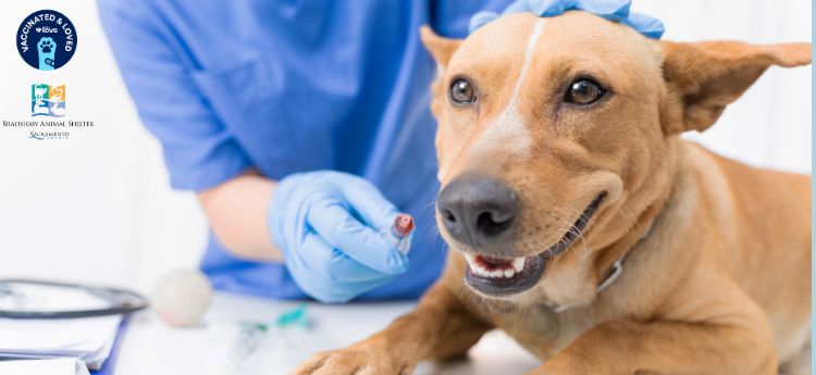 Sacramento County’s Bradshaw Animal Shelter is stepping up to protect our community’s pets with a FREE walk-in vaccination clinic on March 26, 2025, from 12 p.m. to 4 p.m., in celebration of National Pet Vaccination Month.