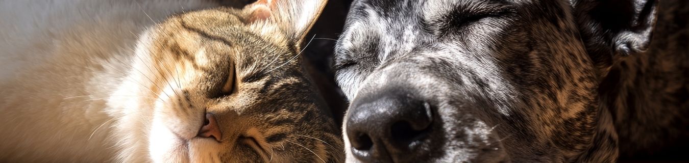 Dog and Cat sleeping together 
